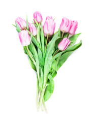 pink tulips isolated