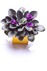 Violet cyclamen flowers isolated on white background 