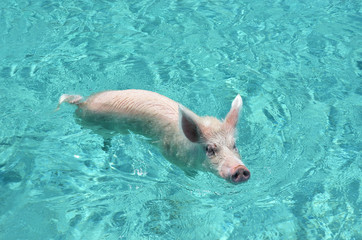 Famous swimming pigs of Exuma Cays, Bahamas