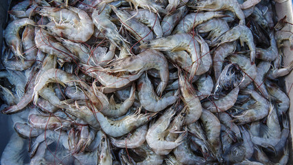 fresh shrimp on ice