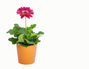 Tiesto con gerbera.