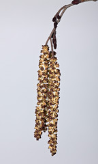 Spring catkins on an alder tree