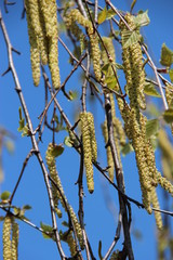 Chatons de bouleau