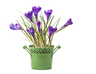 crocuses spring flowers in a green pot