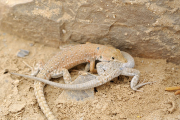 Battle of sexes of desert lizards