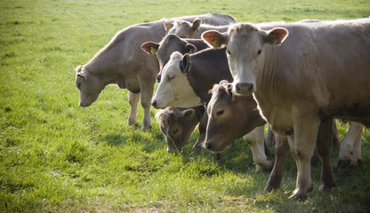 Naklejka na ściany i meble Healthy cattle livestock, Idyllic Rural, UK