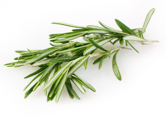 Fototapeta premium Fresh rosemary