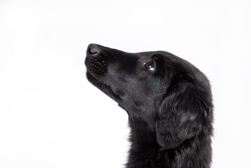observant black puppy