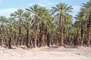 Fototapeta na wymiar Palm trees .