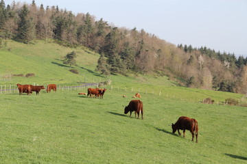 vaches salers