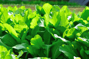 leaf mustard plants at field