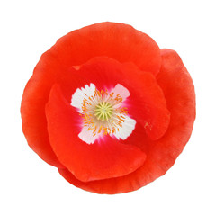 Single red poppy flower isolated on white background