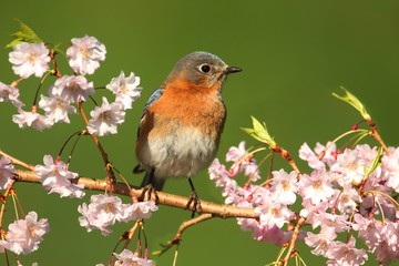 Eastern Bluebird