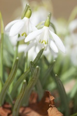 Obraz premium Snowdrops in full bloom, beautiful spring photo