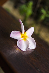 Fototapeta na wymiar Pink frangipani flowers