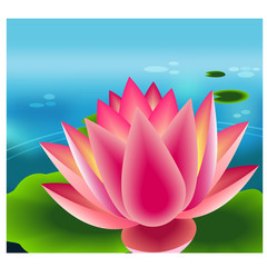 Beautiful pink lotus flower,water lily background