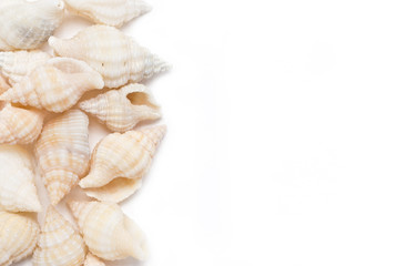 Sea shells border isolated on white background with text space.