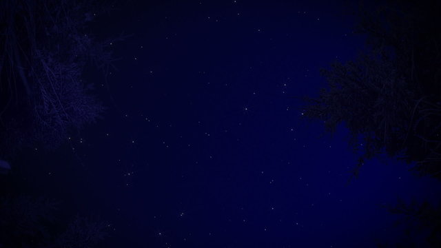 Starry sky in the forest