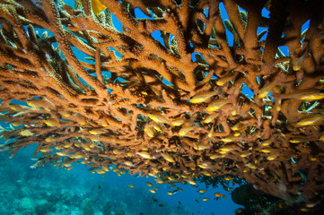 枝サンゴに群れる小魚