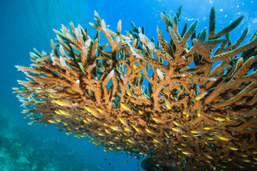 枝珊瑚と小魚の群れ