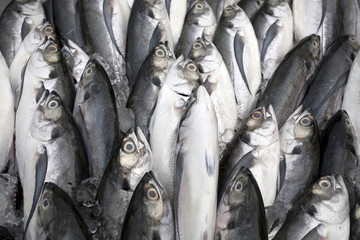 Fresh mackerel fish