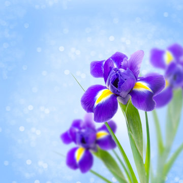 beautiful irises on a blue background and bokeh