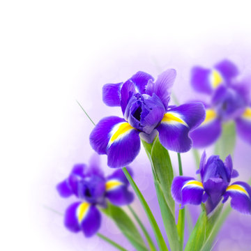 beautiful irises on a white background and bokeh