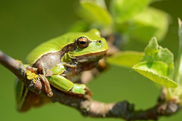 Frog