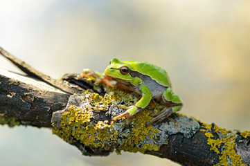Frog