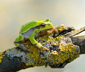 Frog