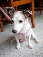 Jack Russell Terrier