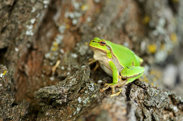 Frog