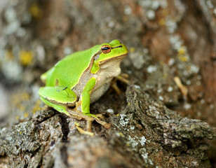 Frog