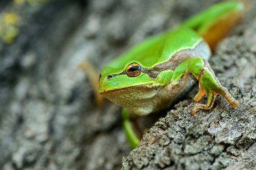 Frog