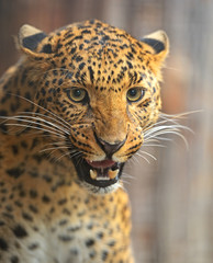 Portrait of leopard
