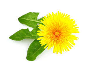 Flower dandelion whit leaves