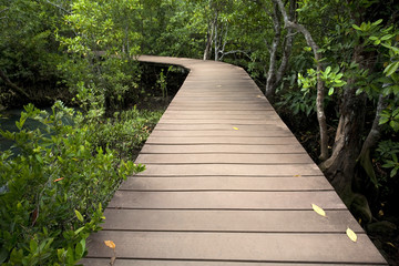 Beautiful wooden bridge in the mangrove forest