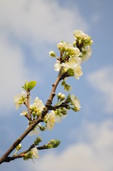 Branch of white cherry flowers against a blue sky background.