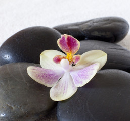Fototapeta na wymiar Czarne kamienie do masażu