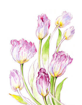 Watercolor Tulips