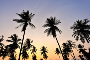 silhouette of coconut tree