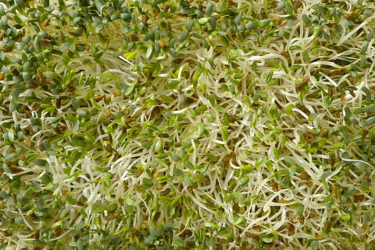 Organic Alphalpha Sprout