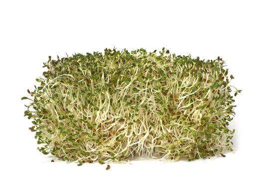 Organic Alphalpha Sprout
