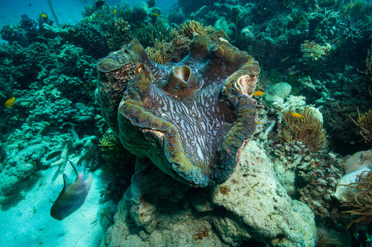 オオシャコガイ Images – Browse 35 Stock Photos, Vectors, and Video