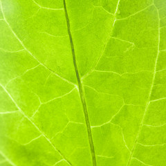 Fototapeta na wymiar Leaf pattern closeup