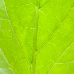 Fototapeta na wymiar Leaf pattern closeup