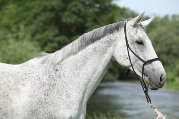 Portrait of white English Thoroughbred horse in front of river