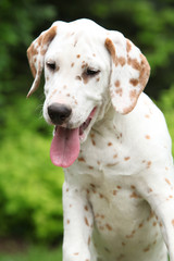 Gorgeous dalmatian puppy in the garden