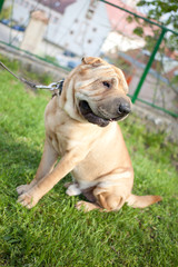 sharpei dog