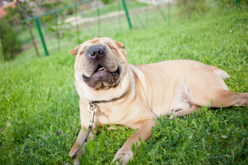 sharpei dog